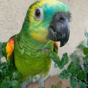 Hi